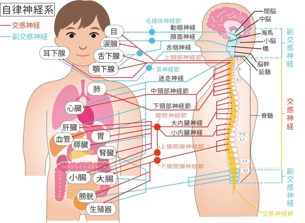 全身に分布する自律神経系（交感神経と副交感神経）の模式図
