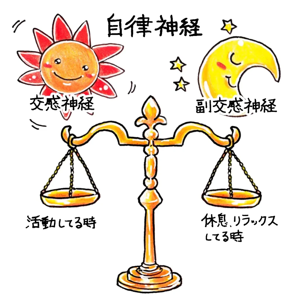 交感神経と副交感神経のバランスを表した自律神経のイラスト