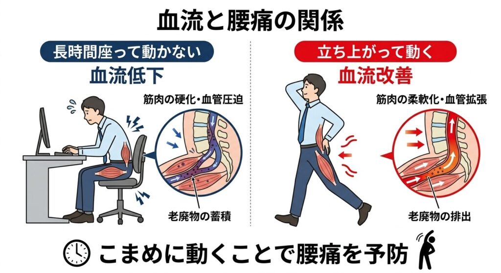 長時間座ることで血流低下し腰痛が起こる仕組み