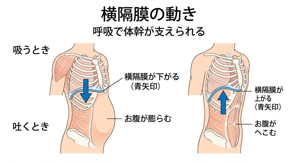 横隔膜の動きと呼吸の仕組み｜吸うと下がり吐くと上がる体の変化