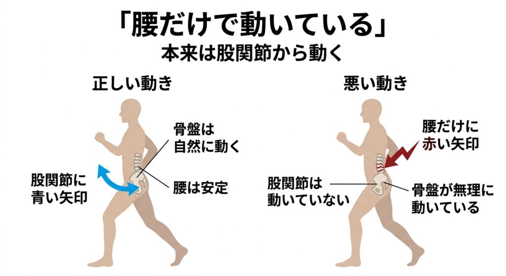 股関節と腰の動きの違い｜腰だけで動くと腰痛になる原因