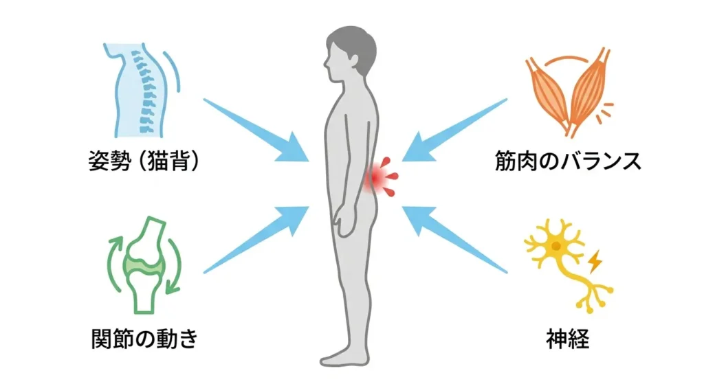 腰痛の原因は姿勢・筋肉・関節・神経が関係することを示したイラスト