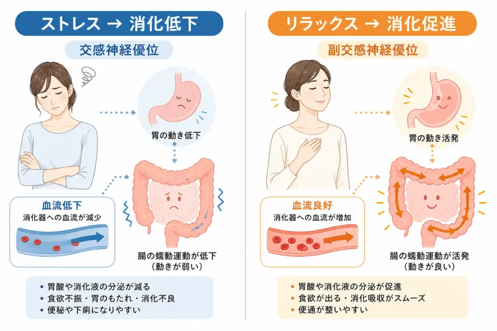 交感神経と副交感神経の胃腸への影響