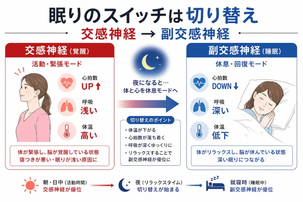 交感神経と副交感神経の切り替えと睡眠の関係