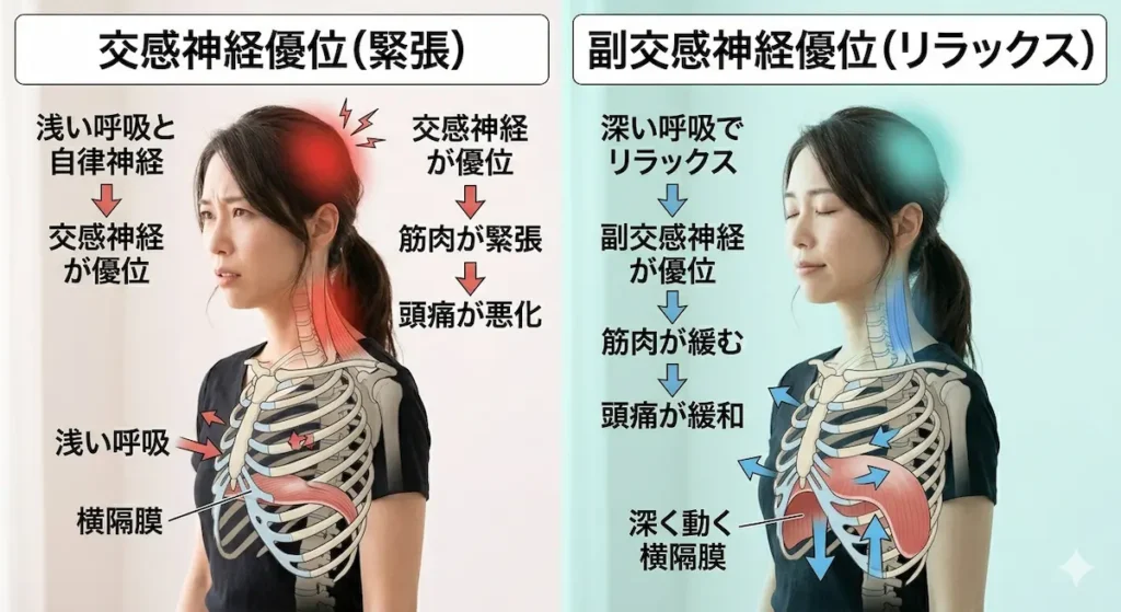 浅い呼吸と自律神経の乱れが頭痛を悪化させる仕組み