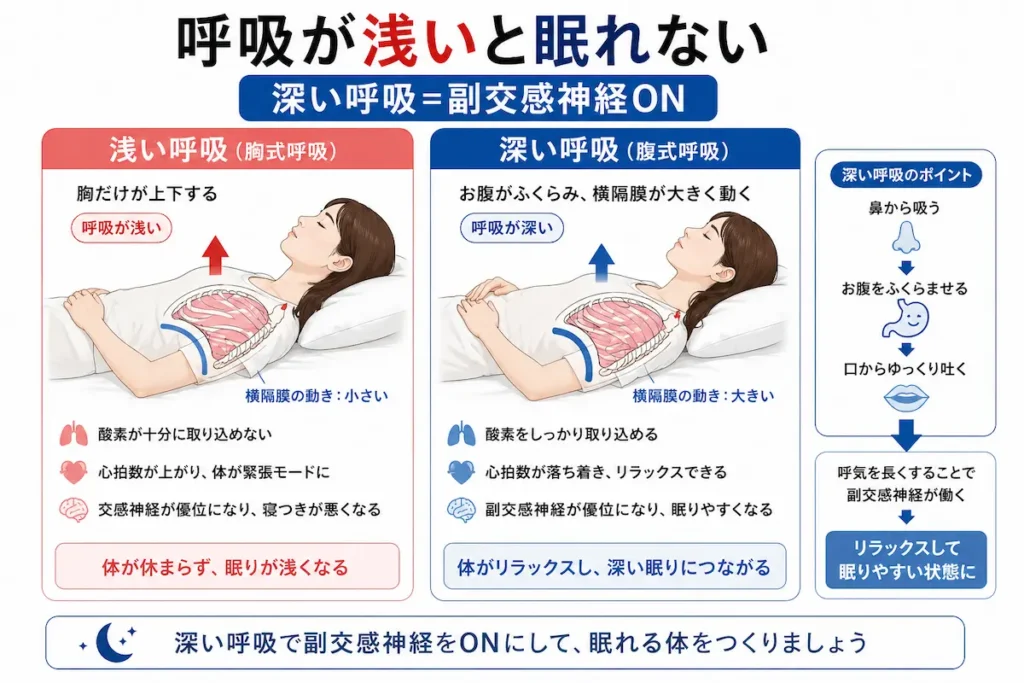 呼吸と副交感神経の関係を示した図解