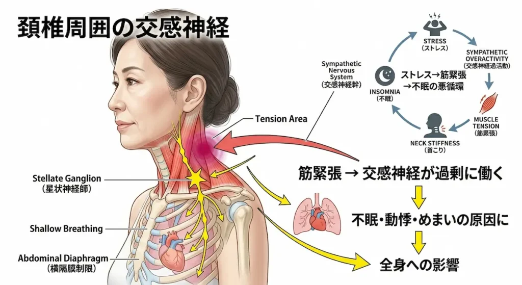 頚椎と交感神経の関係を示すイラスト 首こりの原因