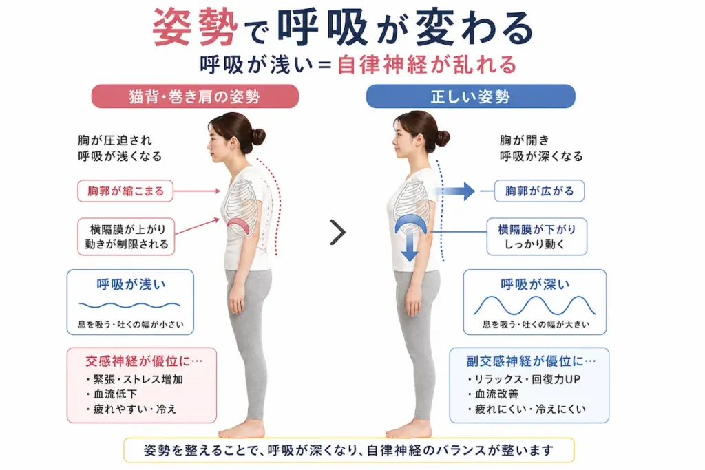 猫背による呼吸の浅さと自律神経への影響を示す姿勢比較
