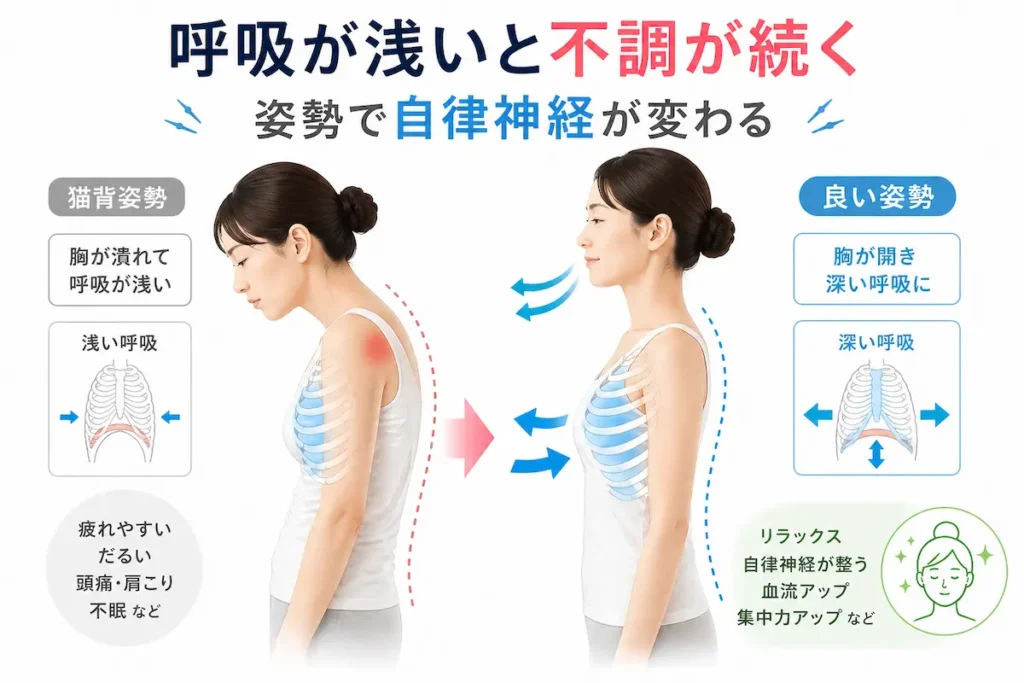 姿勢と呼吸と自律神経の関係 猫背と良い姿勢の比較