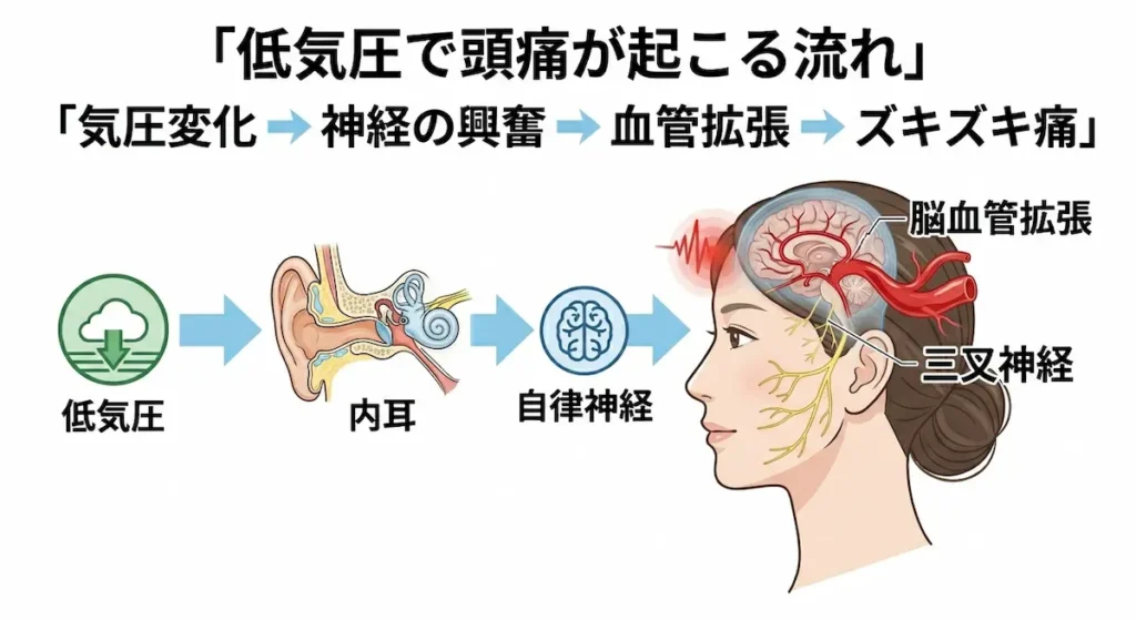 三叉神経と血管拡張による頭痛の関係