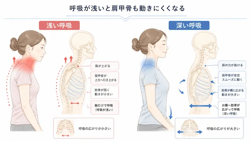 呼吸と肩甲骨の動きの関係図