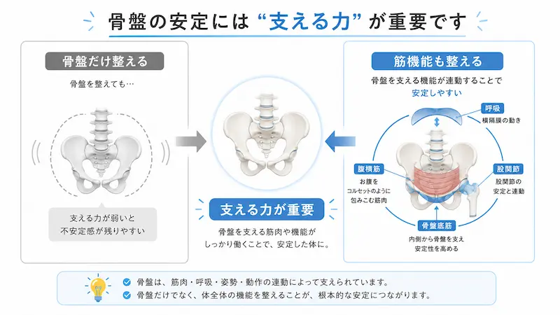 骨盤だけでなく体幹機能も重要であることを示した図解
