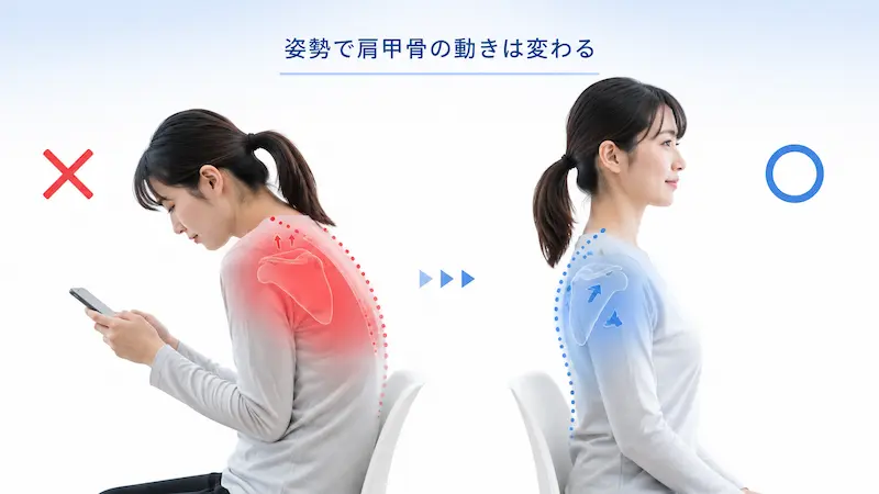 猫背と正しい姿勢による肩甲骨の動きの違い