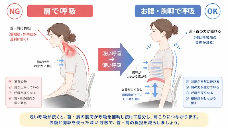 浅い呼吸と横隔膜呼吸の違いを比較した図解