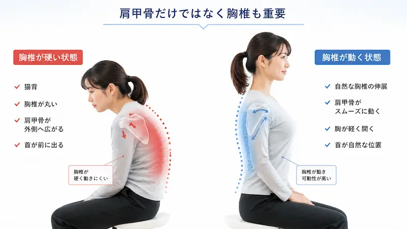 胸椎の硬さと肩甲骨の動きの関係