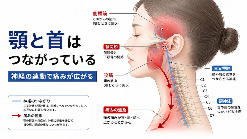 顎関節と首の神経のつながりにより痛みが広がる仕組みの図解