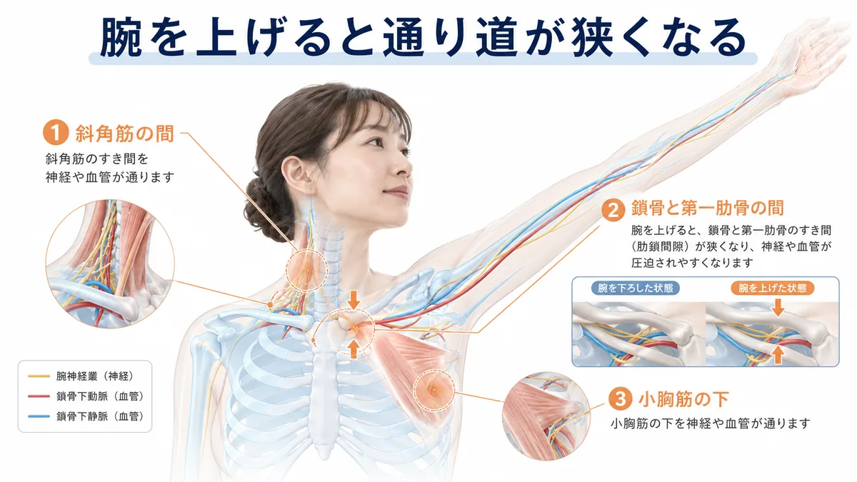 腕を上げると胸郭出口で神経や血管の通り道が狭くなる仕組み