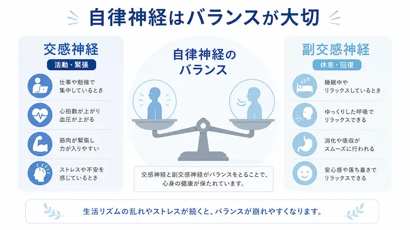 交感神経と副交感神経のバランスを説明する自律神経の図解