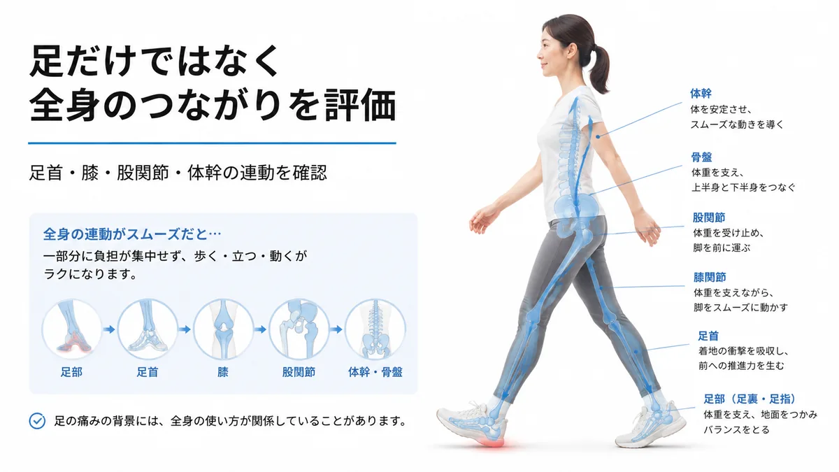 足首から膝、股関節、骨盤、体幹までの全身の連動を示す歩行図解