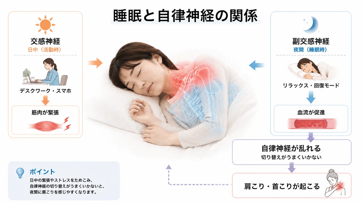 日中と睡眠中の自律神経の切り替わりと夜間の肩こりの関係