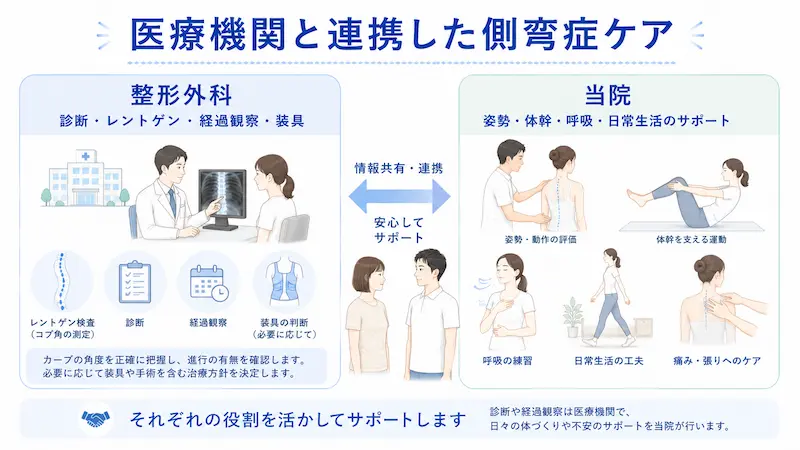 側弯症に対する整形外科と整体院の役割分担を説明する図解