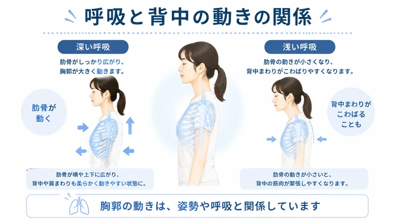 深呼吸と浅い呼吸による胸郭と背中の動きの違いを示した図解
