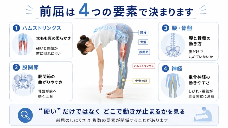 前屈を決めるハムストリングス股関節腰骨盤坐骨神経の4つの要素を示した図解
