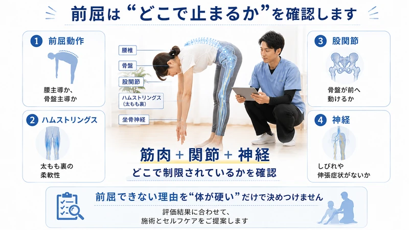 前屈できない原因を前屈動作ハムストリングス股関節神経から理学療法士が評価する図解