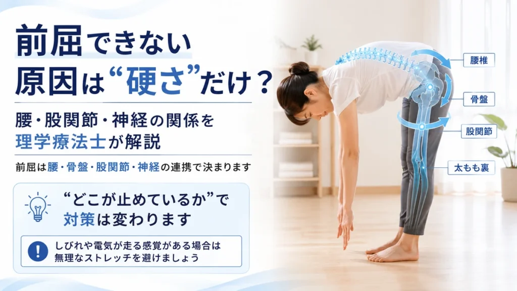 前屈できない原因を腰骨盤股関節神経の関係から理学療法士が解説する画像