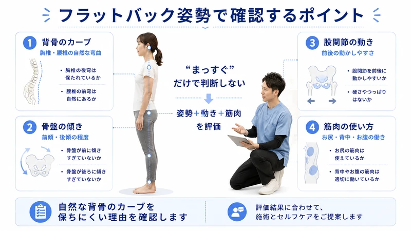フラットバック姿勢で確認する背骨のカーブ骨盤の傾き股関節の動き筋肉の使い方の図解