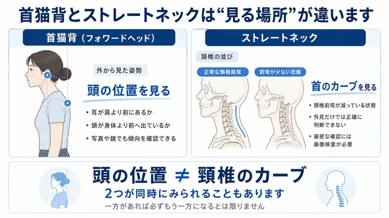 首猫背は頭の位置ストレートネックは頸椎のカーブを見る違いを比較した図解