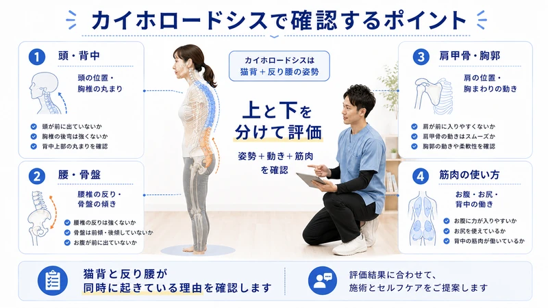 カイホロードシスで確認する頭と背中腰と骨盤肩甲骨と胸郭筋肉の使い方の評価図解