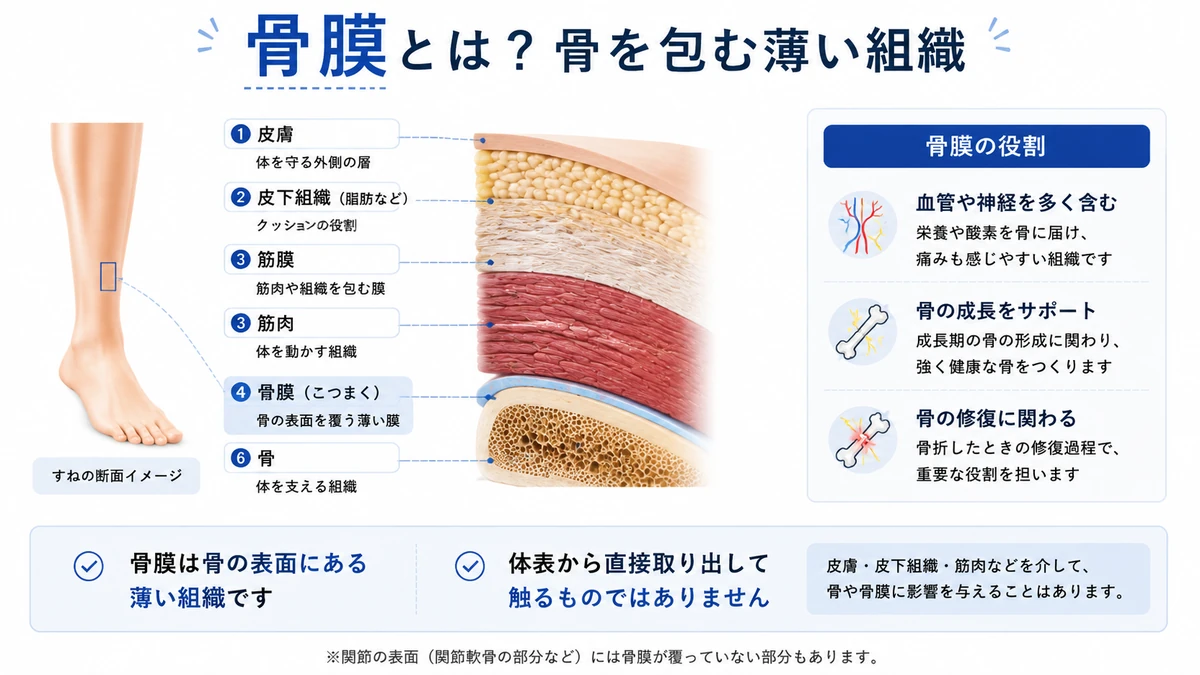 皮膚から骨膜までの組織構造を説明する医療教育図