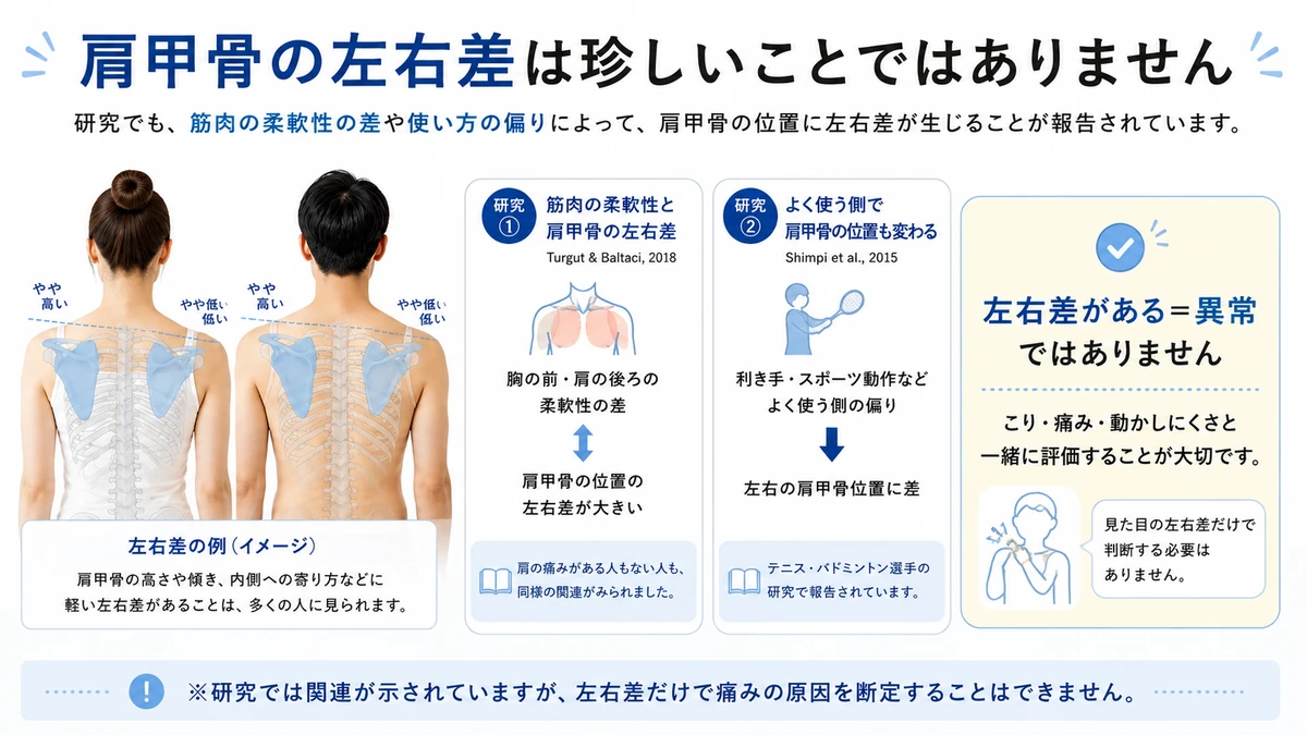 筋肉の柔軟性や利き手と肩甲骨の左右差との関連を示した研究図解