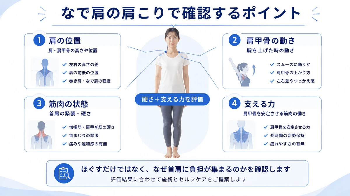 なで肩の肩こりで確認する肩の位置や肩甲骨の動き筋肉状態