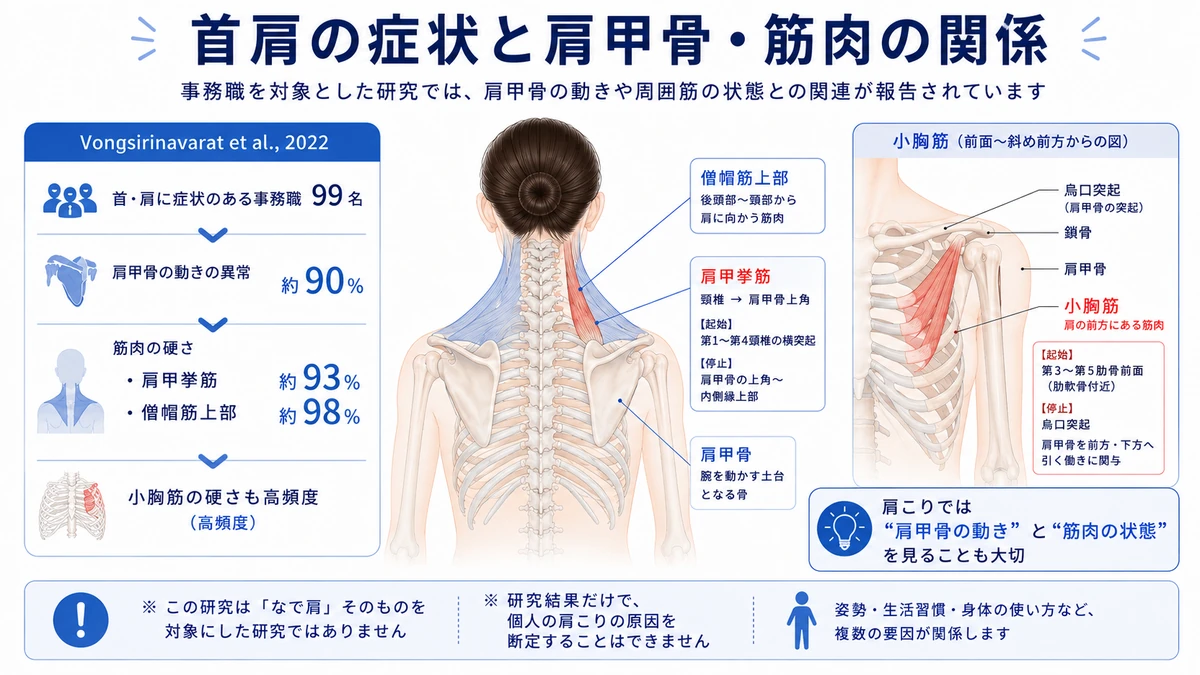 首肩症状がある事務職における肩甲骨の動きと筋肉状態の研究