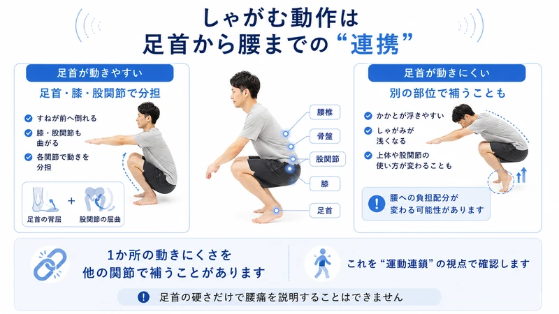 しゃがみ動作で足首膝股関節骨盤腰が連携し足首の動きにくさを他の関節で補う様子の図解