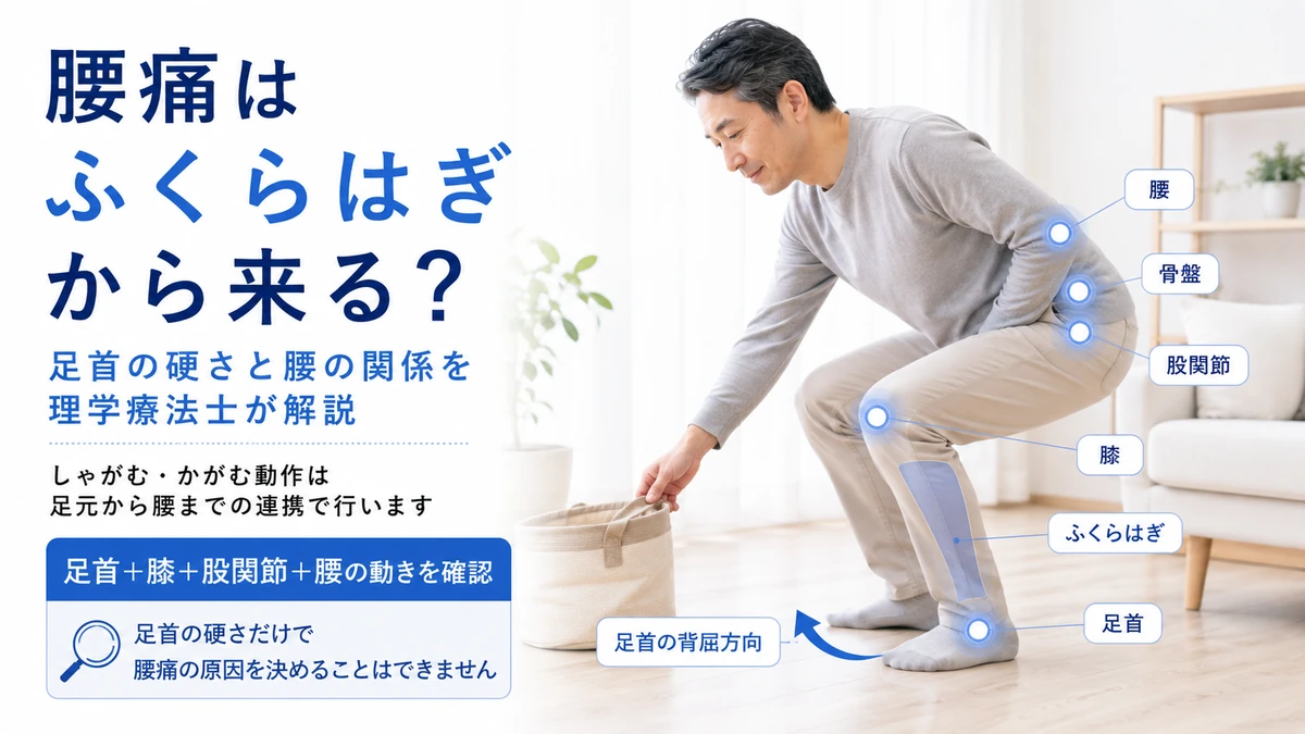 腰痛とふくらはぎ足首の硬さの関係を下半身から腰までの動きで解説する画像