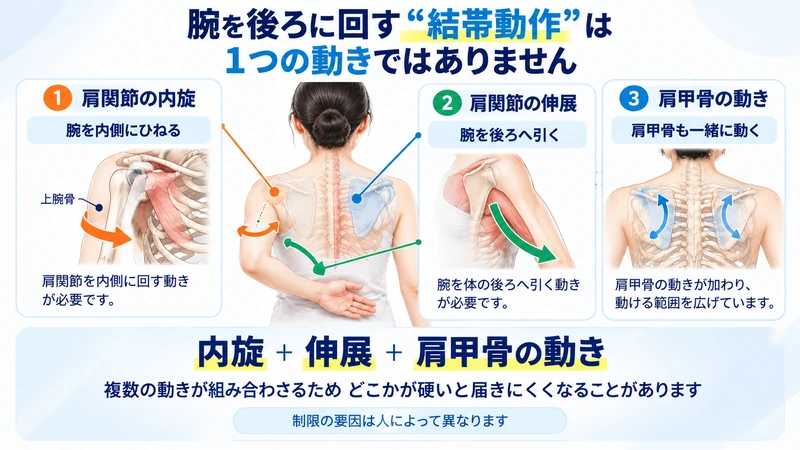 腕を後ろに回す結帯動作に必要な肩関節の内旋伸展と肩甲骨の動きを示す図解
