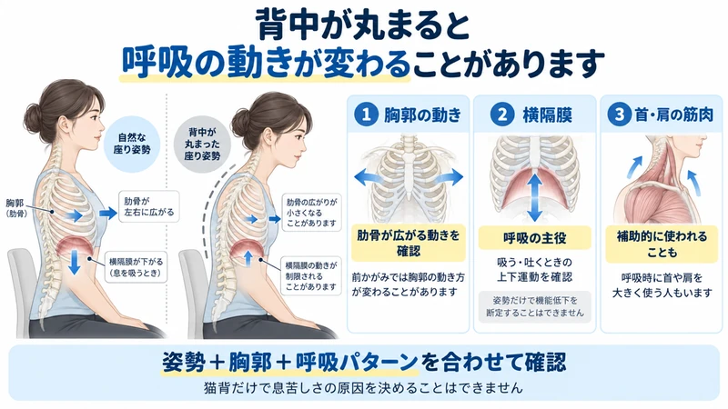 猫背姿勢と肋骨横隔膜首肩の呼吸運動の関係を示す図解