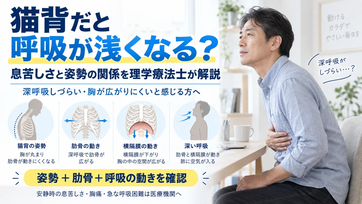 猫背と浅い呼吸の関係を肋骨横隔膜姿勢から解説する画像