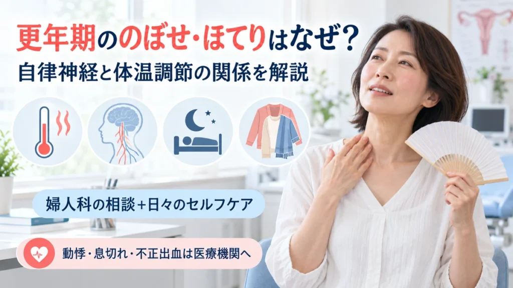 更年期ののぼせとほてりに関わる自律神経と体温調節を示した医療教育画像