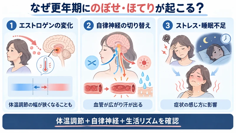 更年期にのぼせやほてりが起こるホルモン自律神経睡眠の関係を示した図解