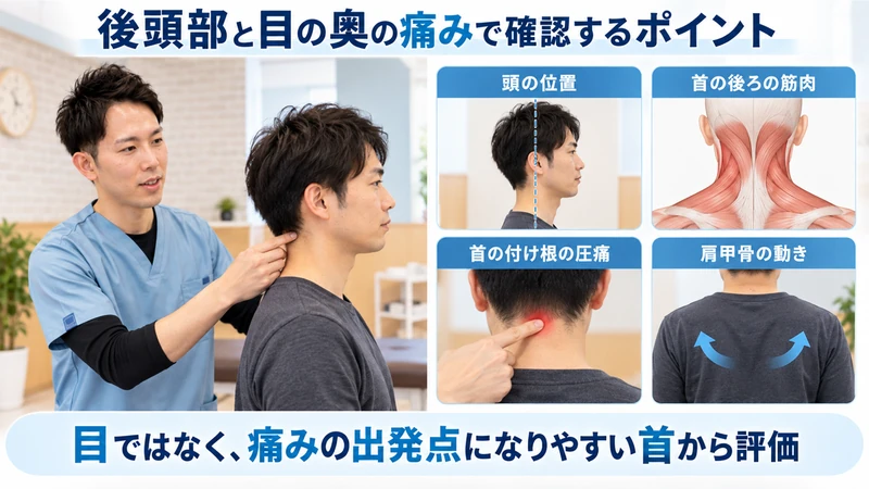 後頭部と目の奥の痛みで頭の位置首の筋肉圧痛肩甲骨を理学療法士が確認する画像