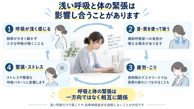 浅い呼吸と首肩の補助呼吸筋疲労ストレスの関係を示す図解