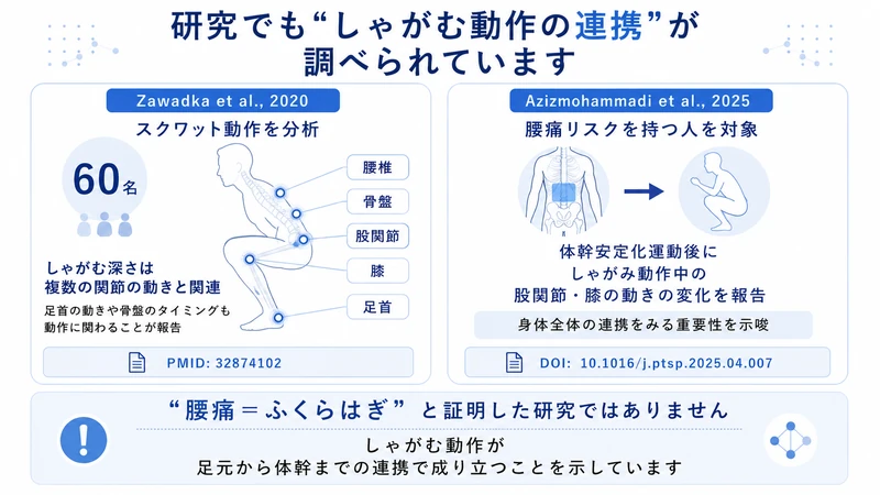 スクワット時の足首膝股関節骨盤腰椎の連携を調べた研究を示した図解