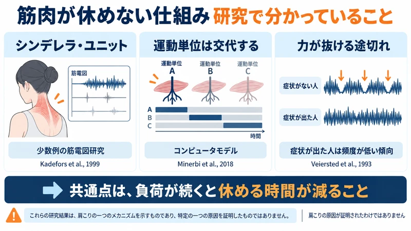 筋肉の運動単位と休む時間に関する3つの研究をまとめた図解