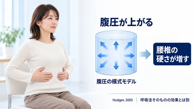 腹腔内圧が腰椎の硬さを増す仕組みを示す図解